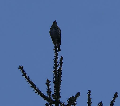 Tordo bottaccio  - Fabio Angeli
