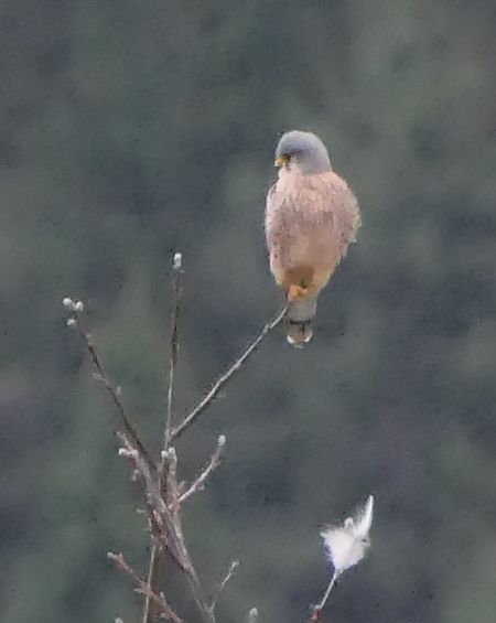 Gheppio  - Fabio Angeli