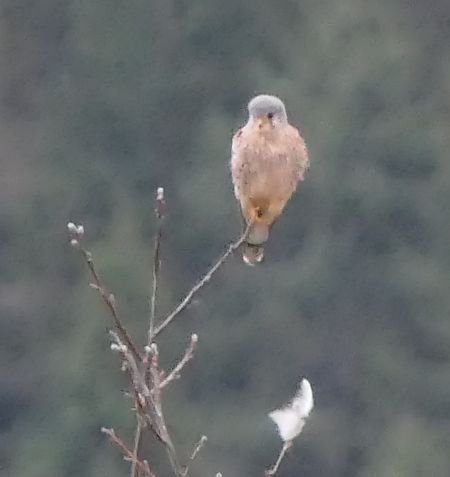 Gheppio  - Fabio Angeli