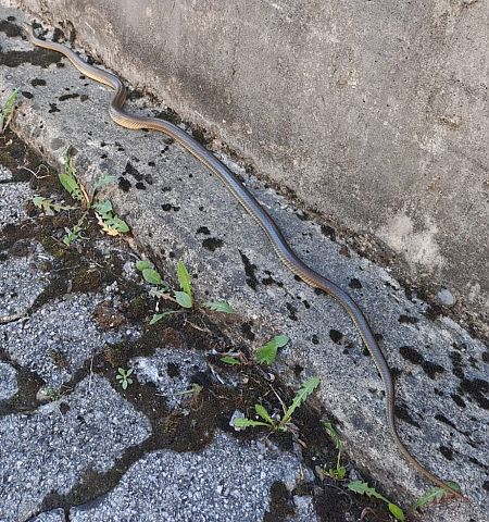 Saettone comune  - Fabio Angeli