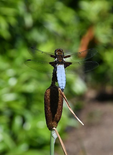 Libellula depressa  - Giovanni Fontanesi