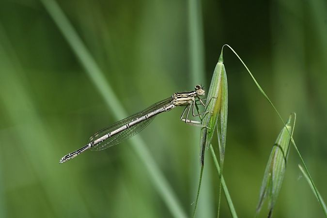 Platycnemis pennipes  - Giovanni Fontanesi