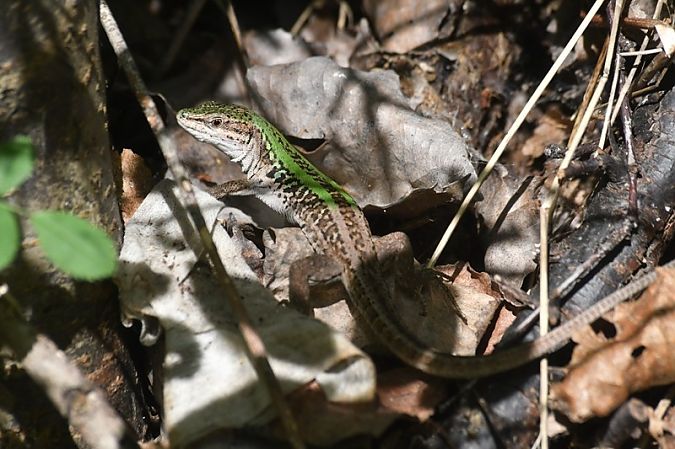 Lucertola campestre  - Giovanni Fontanesi