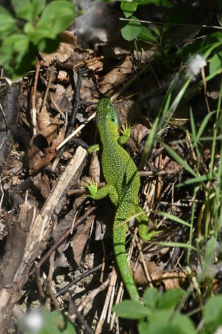 Ramarro orientale / occidentale  - Giovanni Fontanesi