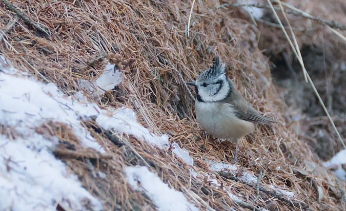 Cincia dal ciuffo  - Emanuele Pontiggia