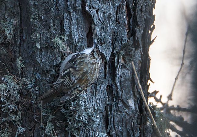 Rampichino alpestre  - Emanuele Pontiggia