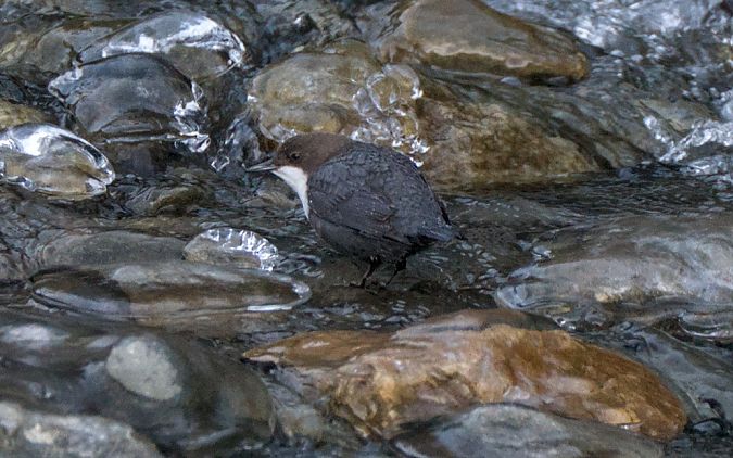 Merlo acquaiolo  - Emanuele Pontiggia