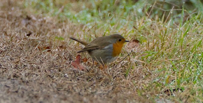 Pettirosso  - Emanuele Pontiggia