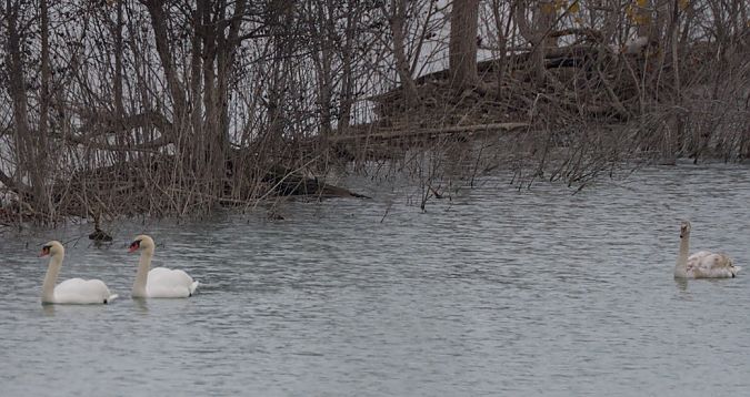 Cigno reale  - Emanuele Pontiggia