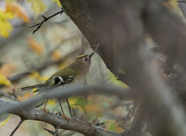 Regolo  - Emanuele Pontiggia