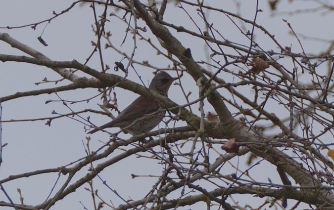 Cesena  - Emanuele Pontiggia
