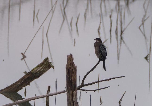 Marangone minore  - Emanuele Pontiggia