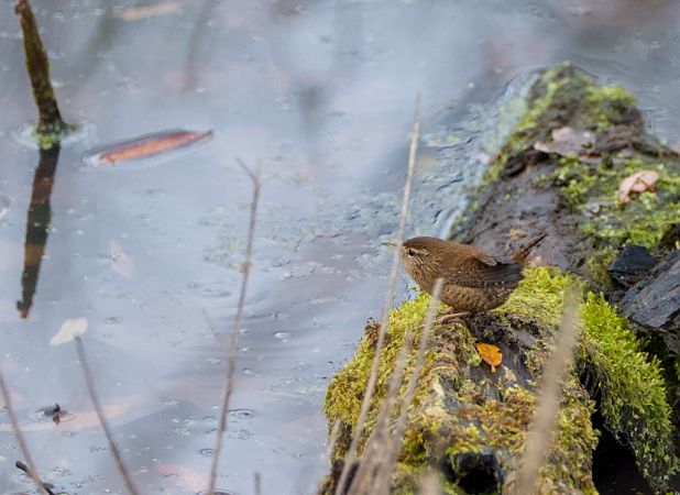Scricciolo  - Emanuele Pontiggia