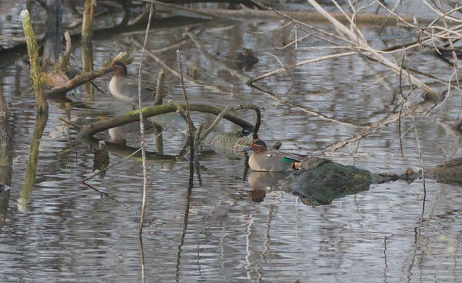 Alzavola  - Emanuele Pontiggia