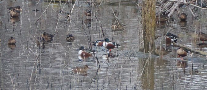 Mestolone  - Emanuele Pontiggia