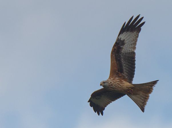 Nibbio reale  - Emanuele Pontiggia