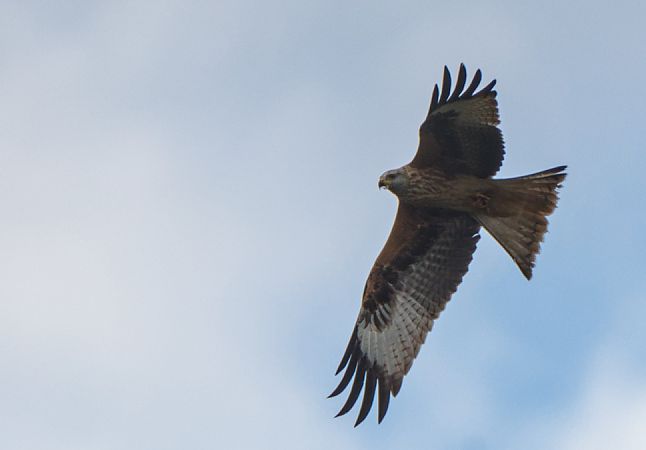 Nibbio reale  - Emanuele Pontiggia