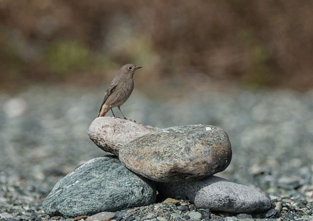 Codirosso spazzacamino  - Emanuele Pontiggia