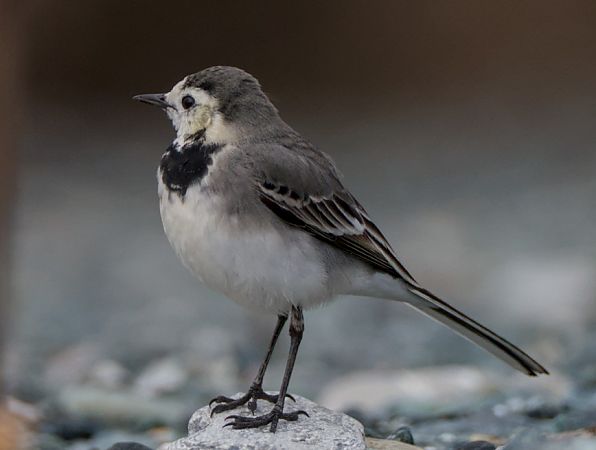 Ballerina bianca  - Emanuele Pontiggia