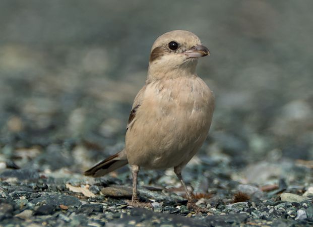 Averla maggiore beccopallido  - Emanuele Pontiggia