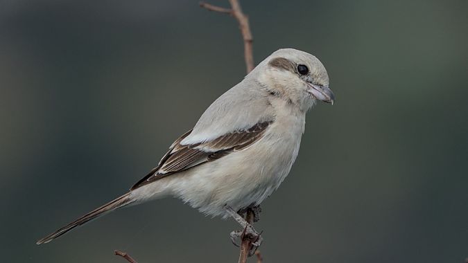 Averla maggiore beccopallido  - Emanuele Pontiggia