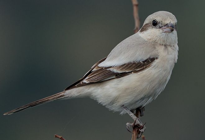 Averla maggiore beccopallido  - Emanuele Pontiggia