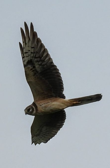 Albanella pallida  - Riccardo de Santis