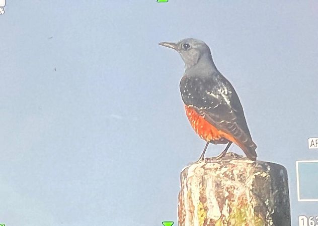 Codirossone  - Anonimo