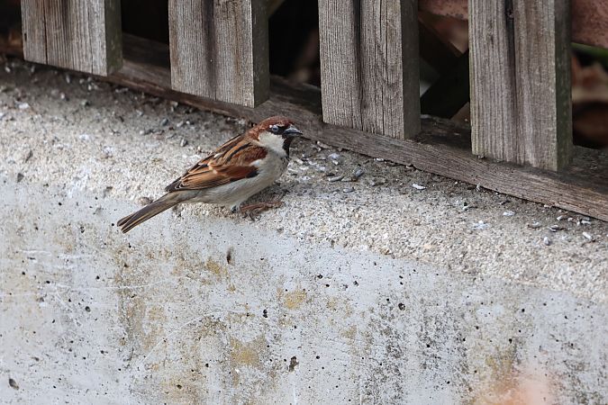 Passera d'Italia  - Patrick Egger