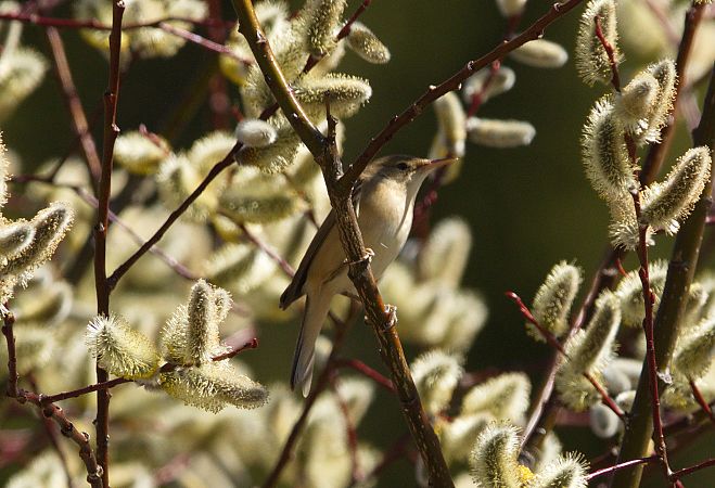 Cannaiola comune  - Egon Comploi