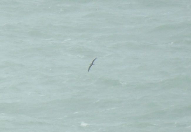 Berta maggiore  - Alessandra Fontenla