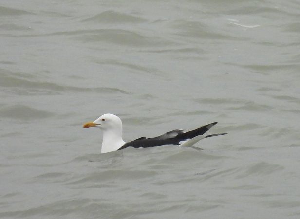 Zafferano  - Alessandra Fontenla