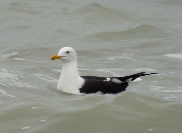 Zafferano  - Alessandra Fontenla