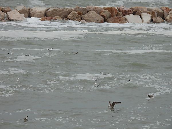 Zafferano  - Alessandra Fontenla