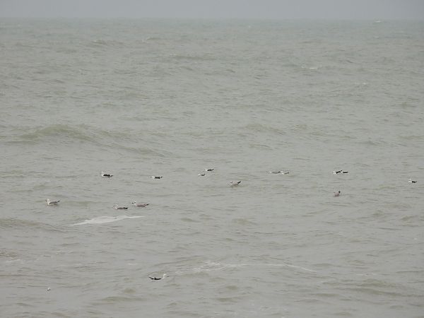 Zafferano  - Alessandra Fontenla