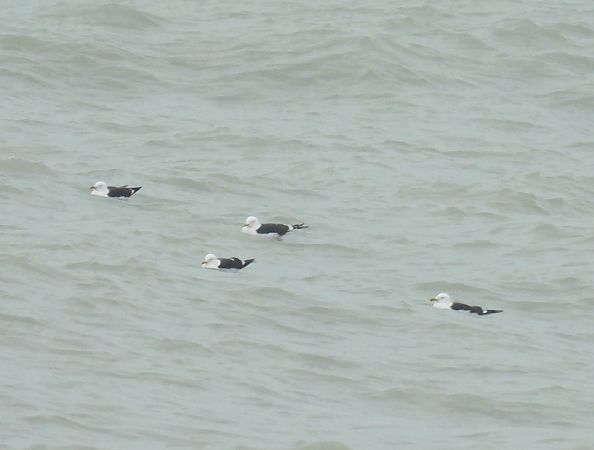 Zafferano  - Alessandra Fontenla