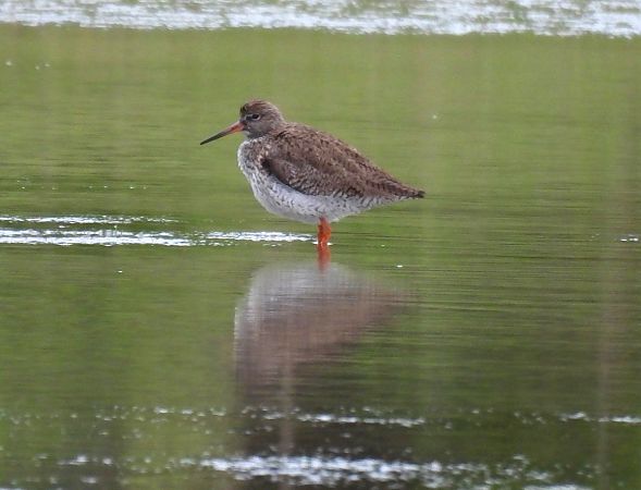 Pettegola  - Alessandra Fontenla