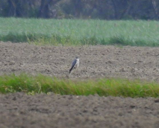 Merlin  - Alessandra Fontenla