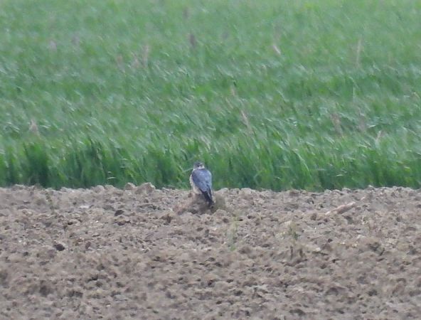 Smeriglio  - Alessandra Fontenla