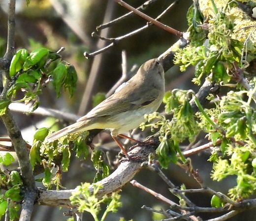 Luì grosso  - Alessandra Fontenla