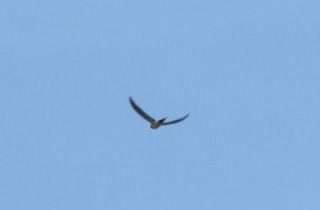 Rondine rossiccia  - Alessandra Fontenla