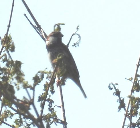Passera sarda  - Alessandra Fontenla