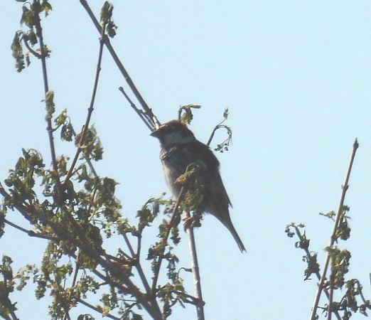 Passera sarda  - Alessandra Fontenla