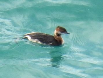 Svasso cornuto  - Alessandra Fontenla