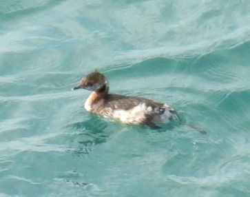 Svasso cornuto  - Alessandra Fontenla