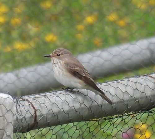 Pigliamosche  - Alessandra Fontenla