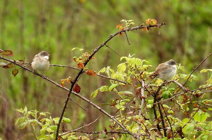 Sterpazzola  - Alessandra Fontenla