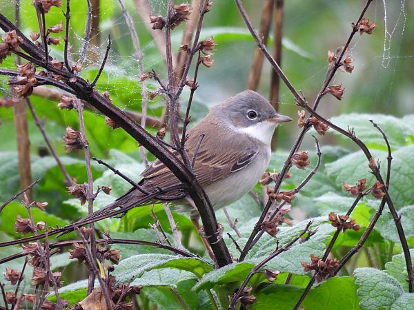 Sterpazzola  - Alessandra Fontenla