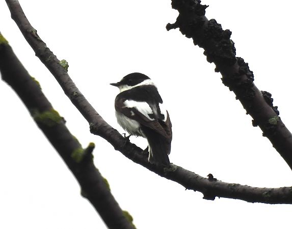 Balia dal collare  - Alessandra Fontenla
