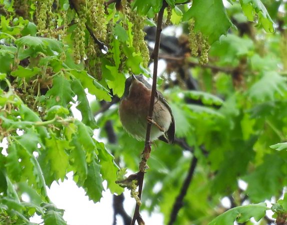 Sterpazzolina  - Alessandra Fontenla